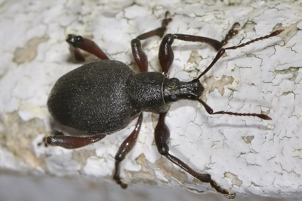 Dodecastichus geniculatus, Curculionidae